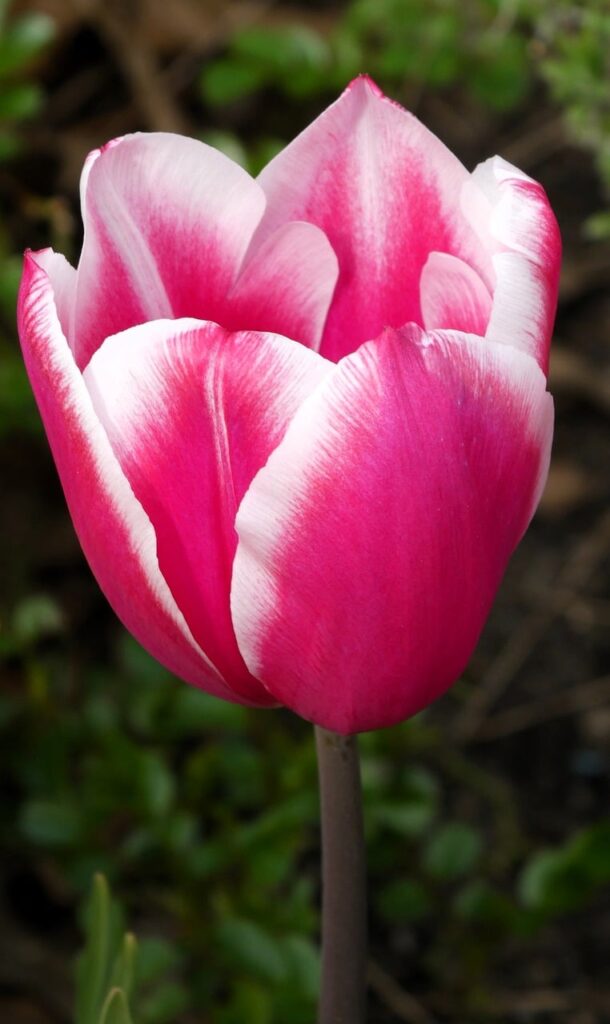 pink, tulip, flower-8692089.jpg